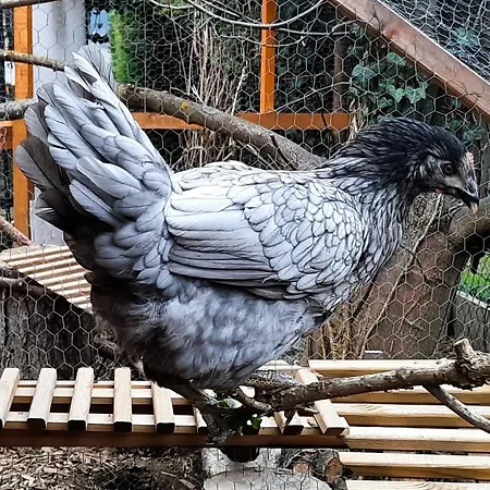 - A Auszeit * Neumarkt in Steiermark