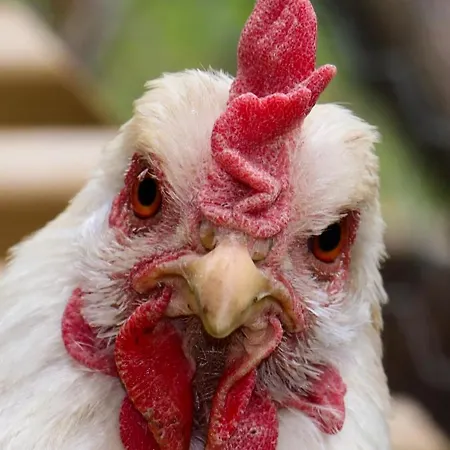 - A Auszeit Appartamento Neumarkt in Steiermark