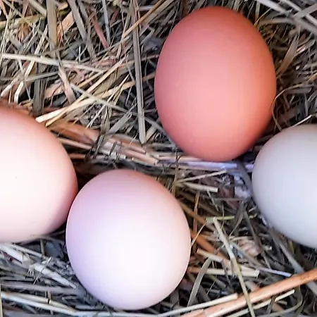 - A Auszeit 아파트 *