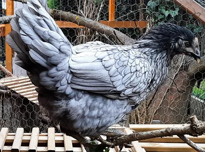 - A Auszeit * Neumarkt in Steiermark