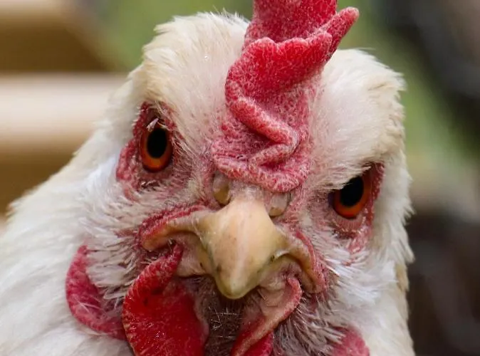 - A Auszeit Apartman Neumarkt in Steiermark