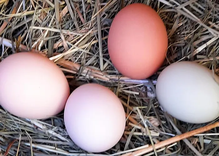 - A Auszeit Apartman *